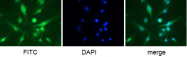 BM4007F - Macrophage F4/80 antigen