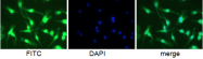 BM4008APC - Macrophage F4/80 antigen