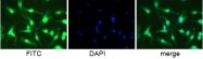 BM4008G - Macrophage F4/80 antigen