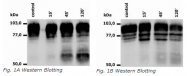 BM4031APC - CD18 / ITGB2