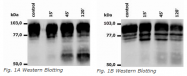 BM4031S - CD18 / ITGB2
