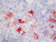 BM4032 - CD11b