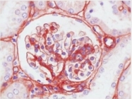 BM4067 - Collagen type IV
