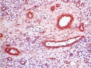 BM4067 - Collagen type IV