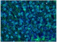 BM4501 - Lamin-B1 (LMNB1)