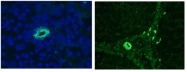 BM6003P - Cytokeratin 7