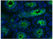 BM6016P - CD324 / Cadherin-1