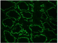 BM6019P - Cadherin-6