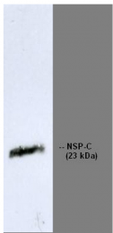 BM6041 - Reticulon 1 / RTN1