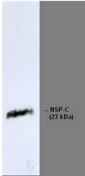 BM6041P - Reticulon 1 / RTN1