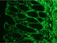 BM6046P - Laminin