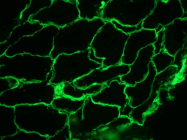 BM6046P - Laminin