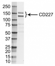 BM618 - CD227 / Mucin-1 / MUC1