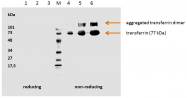 BM745LE - Transferrin