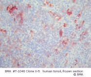 T-1040 - CD11b