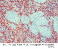 T-1051 - Macrophages