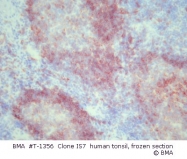T-1356 - CD22