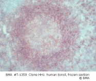 T-1359 - CD37