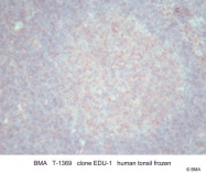 T-1369 - HLA Class II DR