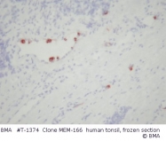 T-1374 - CD177