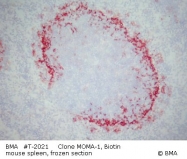 T-2021 - CD169 / SIGLEC1