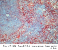 T-2034 - CD44