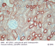 T-2501 - Osteopontin / SPP1
