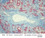 T-3018 - Endothelium