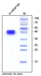 DA3515 - VEGF-A