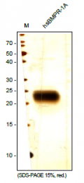 DA3521 - CD292 / BMPR1A