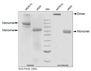DA3531 - CD309 / VEGFR-2 / Flk-1