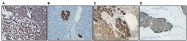 DB 156-0.1 - Synaptophysin / SYP