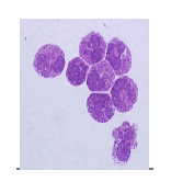 DDX0030B-50 - Basophils