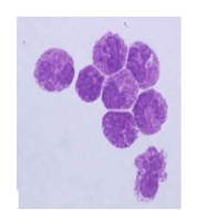 DDX0030P-50 - Basophils