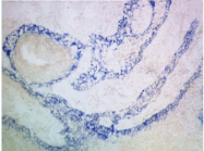 DDX0030P-50 - Basophils