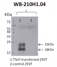 DDX0804P-50 - TSLP