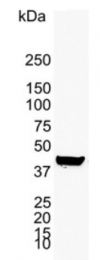 DM274PX - Cytokeratin 19