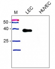 DM3500P - Podoplanin