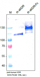 DM3502 - CD309 / VEGFR-2 / Flk-1