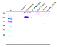 DM3503 - CD309 / VEGFR-2 / Flk-1