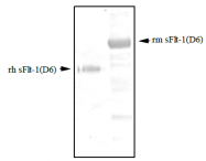 DM3507 - VEGFR-1 / Flt-1