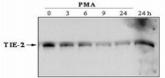 DM3509 - CD202b / TEK