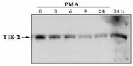 DM3511 - CD202b / TEK