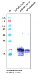 DM3516B - Podoplanin