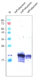 DM3516P - Podoplanin