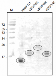 DM3519P - VEGF-A