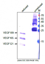 DM3520P - VEGF-A