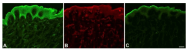 DM3522P - CD309 / VEGFR-2 / Flk-1
