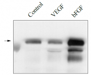DM3523P - CD309 / VEGFR-2 / Flk-1