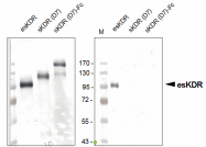 DM3523P - CD309 / VEGFR-2 / Flk-1
